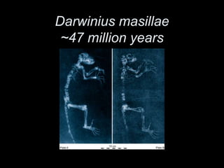 Darwinius masillae
~47 million years
 