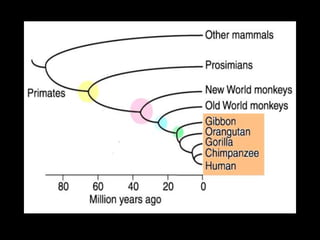 Primate Evolution
 