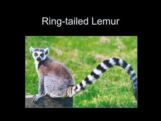 Ring-tailed Lemur
 