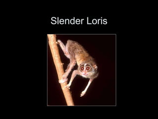 Slender Loris
 