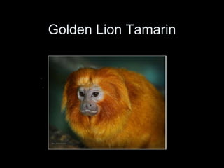 Golden Lion Tamarin
 