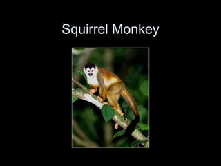 Squirrel Monkey
 
