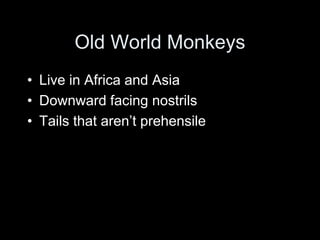 Old World Monkeys
• Live in Africa and Asia
• Downward facing nostrils
• Tails that aren’t prehensile
 