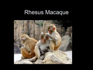 Rhesus Macaque
 