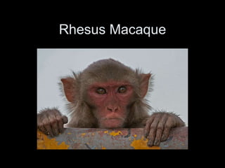 Rhesus Macaque
 