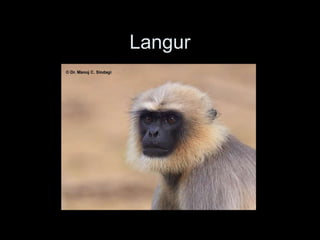 Langur
 
