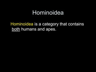 Hominoidea
Hominoidea is a category that contains
both humans and apes.
 