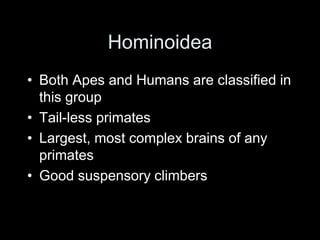 Hominoidea
• Both Apes and Humans are classified in
this group
• Tail-less primates
• Largest, most complex brains of any
primates
• Good suspensory climbers
 