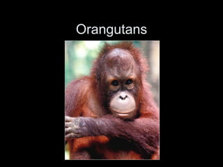 Orangutans
 