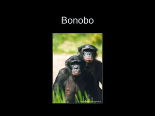 Bonobo
 