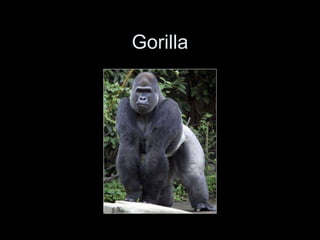 Gorilla
 