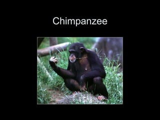 Chimpanzee
 