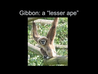 Gibbon: a “lesser ape”
 