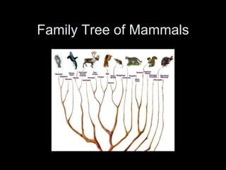 Family Tree of Mammals
 