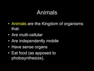 Animals
• Animals are the Kingdom of organisms
that:
• Are multi-cellular
• Are independently mobile
• Have sense organs
• Eat food (as apposed to
photosynthesize).
 