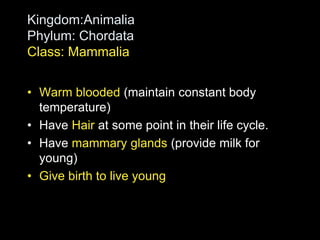Kingdom:Animalia
Phylum: Chordata
Class: Mammalia
• Warm blooded (maintain constant body
temperature)
• Have Hair at some point in their life cycle.
• Have mammary glands (provide milk for
young)
• Give birth to live young
 