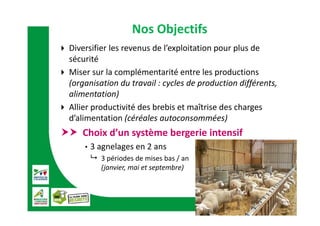 Nos Objectifs
 Diversifier les revenus de l’exploitation pour plus de 
sécurité
 Miser sur la complémentarité entre les productions 
(organisation du travail : cycles de production différents, 
alimentation)
 Allier productivité des brebis et maîtrise des charges 
d’alimentation (céréales autoconsommées)
 Choix d’un système bergerie intensif
• 3 agnelages en 2 ans 
 3 périodes de mises bas / an 
(janvier, mai et septembre)
 