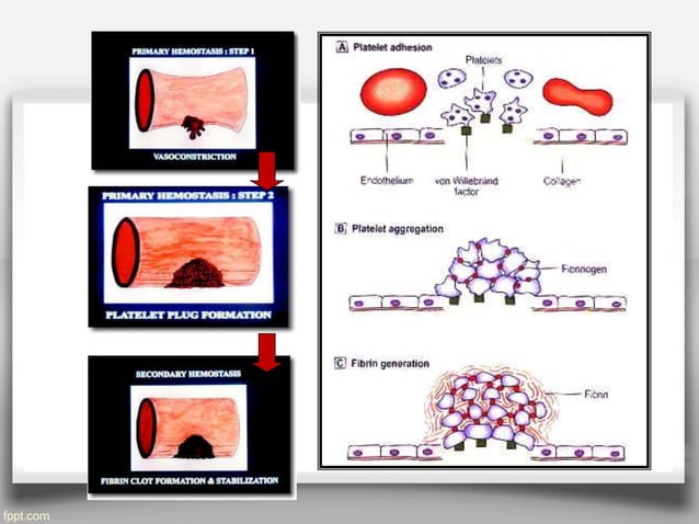 Drugs used in disorders of coagulation | PPT