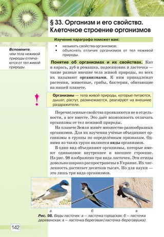 142
§ 33. Организм и его свойства.
Клеточное строение организмов
Изучение параграфа поможет вам:
• называть свойства организмов;
• объяснять отличия организмов от тел неживой
природы.
Понятие об организмах и их свойствах. Кит
и карась, дуб и ромашка, подосиновик и ласточка —
такие разные внешне тела живой природы, но всех
их называют организмами. К ним принадлежат
растения, животные, грибы, бактерии, обитающие
на нашей планете.
Перечисленные свойства проявляются не в отдель-
ности, а все вместе. Это даёт возможность отличать
организмы от тел неживой природы.
На планете Земля живёт множество разнообразных
организмов. Для их изучения учёные объединяют ор-
ганизмы в группы по определённым признакам. Од-
ними из таких групп являются виды организмов.
В один вид объединяют организмы, которые име-
ют одинаковое внутреннее и внешнее строение.
На рис. 98 изображено три вида ласточек. Эти птицы
довольноширокораспространенывУкраине.Ихчис-
ленность достигает десятков тысяч. Но для науки —
это лишь три вида организмов.
Рис. 98. Виды ласточек: а — ласточка городская; б — ласточка
деревенская; в — ласточка береговая (ласточка-береговушка)
а б в
Вспомните,
чем тела неживой
природы отлича-
ются от тел живой
природы.
Организмы — тела живой природы, которые питаются,
дышат, растут, размножаются, реагируют на внешние
раздражители.
Право для безоплатного розміщення підручника в мережі Інтернет має
Міністерство освіти і науки України http://mon.gov.ua/ та Інститут модернізації змісту освіти https://imzo.gov.ua
 