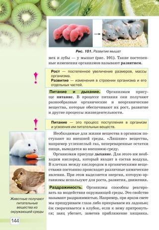 144
мех и зубы — у мышат (рис. 101). Такие постепен-
ные изменения организмов называют развитием.
Питание и дыхание. Организмам прису-
ще питание. В процессе питания они получают
разнообразные органические и неорганические
вещества, которые обеспечивают их рост, развитие
и другие процессы жизнедеятельности.
Необходимые для жизни вещества в организм по-
ступают из внешней среды. «Лишние» вещества,
например углекислый газ, непереваренные остатки
пищи, выводятся во внешнюю среду.
Организмам присуще дыхание. Для этого им необ-
ходим кислород, который входит в состав воздуха.
В клетках между кислородом и органическими веще-
ствами постоянно происходят различные химические
явления. При этом выделяется энергия, которую ор-
ганизмы используют для роста, развития, движения.
Раздражимость. Организмы способны реагиро-
вать на воздействия окружающей среды. Это свойство
называют раздражимостью. Например, при ярком свете
мы прищуриваем глаза либо прикрываем их ладонью;
ёж сворачивается в клубок, если к нему притронуть-
ся; заяц убегает, заметив приближение хищника.
Рис. 101. Развитие мышат
Рост — постепенное увеличение размеров, массы
организма.
Развитие — изменения в строении организма и его
отдельных частей.
Питание — это процесс поступления в организм
и усвоения им питательных веществ.
Животные получают
питательные
вещества из
окружающей среды
Право для безоплатного розміщення підручника в мережі Інтернет має
Міністерство освіти і науки України http://mon.gov.ua/ та Інститут модернізації змісту освіти https://imzo.gov.ua
 
