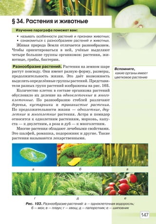 147
§ 34. Растения и животные
Изучение параграфа поможет вам:
• называть особенности растений и признаки животных;
• ознакомиться с разнообразием растений и животных.
Живая природа Земли отличается разнообразием.
Чтобы ориентироваться в ней, учёные выделяют
четыре большие группы организмов: растения, жи-
вотные, грибы, бактерии.
Разнообразие растений. Растения на земном шаре
растут повсюду. Они имеют разную форму, размеры,
продолжительность жизни. Это даёт возможность
выделить определённые группы растений. Представи-
тели разных групп растений изображены на рис. 103.
Количество клеток в составе организма растений
обусловило их деление на одноклеточные и много-
клеточные. По разнообразию стеблей различают
деревья, кустарники и травянистые растения.
По продолжительности жизни — однолетние, дву-
летние и многолетние растения. Астра и помидор
относятся к однолетним растениям, морковь, капу-
ста — к двулетним, а роза и дуб — к многолетним.
Многие растения обладают лечебными свойствами.
Это шалфей, ромашка, подорожник и другие. Такие
растения называются лекарственными.
Рис. 103. Разнообразие растений: а — одноклеточная водоросль;
б — мох; в — плаун; г — хвощ; д — папоротник; е — шиповник
а б в
д ег
Вспомните,
какие органы имеет
цветковое растение
Право для безоплатного розміщення підручника в мережі Інтернет має
Міністерство освіти і науки України http://mon.gov.ua/ та Інститут модернізації змісту освіти https://imzo.gov.ua
 