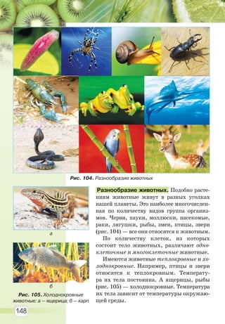 148
Разнообразие животных. Подобно расте-
ниям животные живут в разных уголках
нашей планеты. Это наиболее многочислен-
ная по количеству видов группа организ-
мов. Черви, пауки, моллюски, насекомые,
раки, лягушки, рыбы, змеи, птицы, звери
(рис. 104) — все они относятся к животным.
По количеству клеток, из которых
состоит тело животных, различают одно-
клеточные и многоклеточные животные.
Имеются животные теплокровные и хо-
лоднокровные. Например, птицы и звери
относятся к теплокровным. Температу-
ра их тела постоянна. А ящерицы, рыбы
(рис. 105) — холоднокровные. Температура
их тела зависит от температуры окружаю-
щей среды.
Рис. 104. Разнообразие животных
Рис. 105. Холоднокровные
животные: а — ящерица; б — карп
а
б
Право для безоплатного розміщення підручника в мережі Інтернет має
Міністерство освіти і науки України http://mon.gov.ua/ та Інститут модернізації змісту освіти https://imzo.gov.ua
 