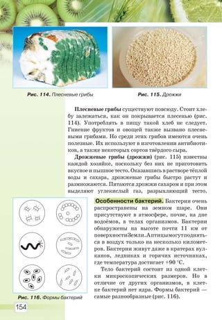 154
Плесневые грибы существуют повсюду. Стоит хле-
бу залежаться, как он покрывается плесенью (рис.
114). Употреблять в пищу такой хлеб не следует.
Гниение фруктов и овощей также вызвано плесне-
выми грибами. Но среди этих грибов имеются очень
полезные. Их используют в изготовлении антибиоти-
ков, а также некоторых сортов твёрдого сыра.
Дрожжевые грибы (дрожжи) (рис. 115) известны
каждой хозяйке, поскольку без них не приготовить
вкусное и пышное тесто. Оказавшись в растворе тёплой
воды и сахара, дрожжевые грибы быстро растут и
размножаются. Питаются дрожжи сахаром и при этом
выделяют углекислый газ, разрыхляющий тесто.
Особенности бактерий. Бактерии очень
распространены на земном шаре. Они
присутствуют в атмосфере, почве, на дне
водоёмов, в телах организмов. Бактерии
обнаружены на высоте почти 11 км от
поверхностиЗемли.Аптицымогутподнять-
ся в воздух только на несколько километ-
ров. Бактерии живут даже в кратерах вул-
канов, ледниках и горячих источниках,
где температура достигает +90 °С.
Тело бактерий состоит из одной клет-
ки микроскопических размеров. Но в
отличие от других организмов, в клет-
ке бактерий нет ядра. Формы бактерий —
самые разнообразные (рис. 116).
Рис. 114. Плесневые грибы Рис. 115. Дрожжи
Рис. 116. Формы бактерий
Право для безоплатного розміщення підручника в мережі Інтернет має
Міністерство освіти і науки України http://mon.gov.ua/ та Інститут модернізації змісту освіти https://imzo.gov.ua
 