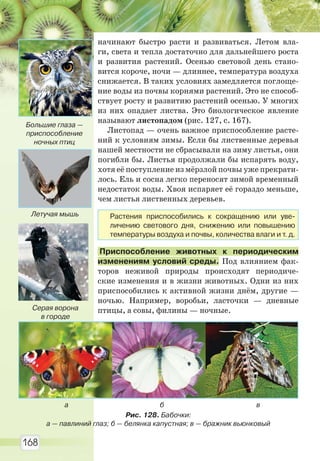 168
начинают быстро расти и развиваться. Летом вла-
ги, света и тепла достаточно для дальнейшего роста
и развития растений. Осенью световой день стано-
вится короче, ночи — длиннее, температура воздуха
снижается. В таких условиях замедляется поглоще-
ние воды из почвы корнями растений. Это не способ-
ствует росту и развитию растений осенью. У многих
из них опадает листва. Это биологическое явление
называют листопадом (рис. 127, с. 167).
Листопад — очень важное приспособление расте-
ний к условиям зимы. Если бы лиственные деревья
нашей местности не сбрасывали на зиму листья, они
погибли бы. Листья продолжали бы испарять воду,
хотя её поступление из мёрзлой почвы уже прекрати-
лось. Ель и сосна легко переносят зимой временный
недостаток воды. Хвоя испаряет её гораздо меньше,
чем листья лиственных деревьев.
Приспособление животных к периодическим
изменениям условий среды. Под влиянием фак-
торов неживой природы происходят периодиче-
ские изменения и в жизни животных. Одни из них
приспособились к активной жизни днём, другие —
ночью. Например, воробьи, ласточки — дневные
птицы, а совы, филины — ночные.
Рис. 128. Бабочки:
а — павлиний глаз; б — белянка капустная; в — бражник вьюнковый
а б в
Растения приспособились к сокращению или уве-
личению светового дня, снижению или повышению
температуры воздуха и почвы, количества влаги и т. д.
Серая ворона
в городе
Летучая мышь
Большие глаза —
приспособление
ночных птиц
Право для безоплатного розміщення підручника в мережі Інтернет має
Міністерство освіти і науки України http://mon.gov.ua/ та Інститут модернізації змісту освіти https://imzo.gov.ua
 