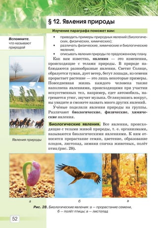 52
§ 12. Явления природы
Изучение параграфа поможет вам:
• приводить примеры природных явлений (биологиче-
ских, физических, химических);
• различать физические, химические и биологические
явления;
• описывать явления природы по предложенному плану.
Как вам известно, явления — это изменения,
происходящие с телами природы. В природе на-
блюдаются разнообразные явления. Светит Солнце,
образуется туман, дует ветер, бегут лошади, из семени
прорастает растение — это лишь некоторые примеры.
Повседневная жизнь каждого человека также
наполнена явлениями, происходящими при участии
искусственных тел, например, едет автомобиль, на-
гревается утюг, звучит музыка. Оглянувшись вокруг,
вы увидите и сможете назвать много других явлений.
Учёные поделили явления природы на группы.
Различают биологические, физические, химиче-
ские явления.
Биологические явления. Все явления, происхо-
дящие с телами живой природы, т. е. организмами,
называются биологическими явлениями. К ним от-
носятся прорастание семян, цветение, образование
плодов, листопад, зимняя спячка животных, полёт
птиц (рис. 28).
Рис. 28. Биологические явления: а — прорастание семени,
б — полёт птицы; в — листопад
ба в
Явления природы
Вспомните,
что называют
природой
Право для безоплатного розміщення підручника в мережі Інтернет має
Міністерство освіти і науки України http://mon.gov.ua/ та Інститут модернізації змісту освіти https://imzo.gov.ua
 
