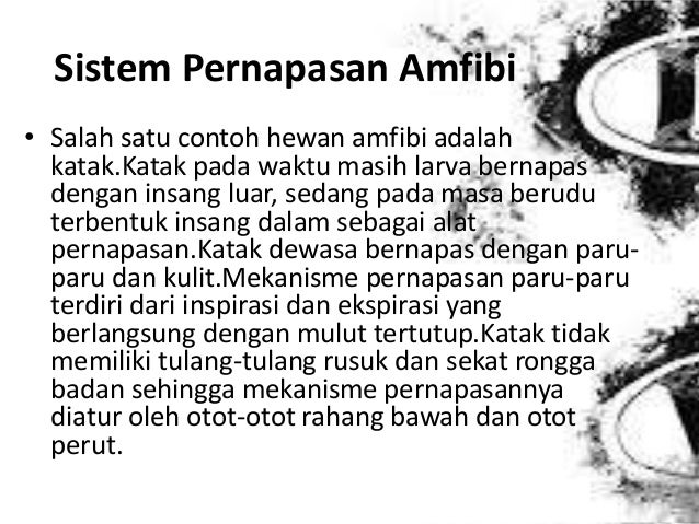 6500 Gambar Organ Pernapasan Pada Hewan Amfibi HD Terbaru