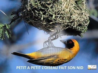 PETIT A PETIT L’OISEAU FAIT SON NID
 