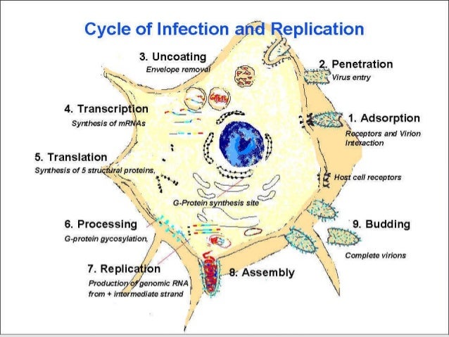 cadena epidemiologica poliomelitis rabies polio cadena epidemiologica poliomelitis rabies polio