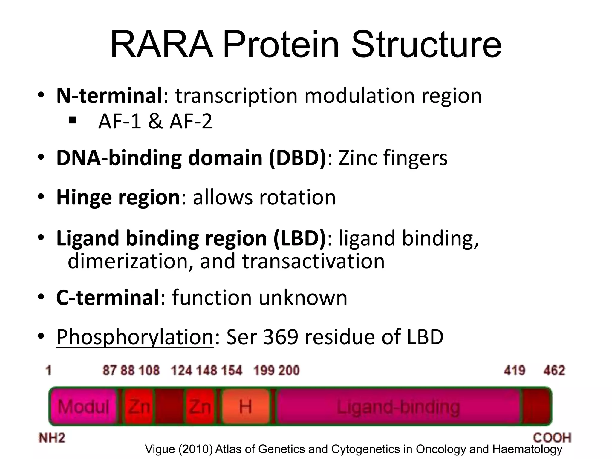 RARA Protein Structure
• N-terminal: transcription modulation region
 AF-1 & AF-2
• DNA-binding domain (DBD): Zinc fingers
• Hinge region: allows rotation
• Ligand binding region (LBD): ligand binding,
dimerization, and transactivation
• C-terminal: function unknown
• Phosphorylation: Ser 369 residue of LBD
Vigue (2010) Atlas of Genetics and Cytogenetics in Oncology and Haematology
 