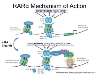 RARα Mechanism of Action
COREPRESSORS (NCoR, SMRT)
CO-ACTIVATORS (SRC/p160, p300/CBP, CARM-1)
+ RA
(ligand)
Niederreither & Dolle (2008) Nature 9:541–553
 