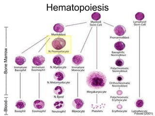 Hematopoiesis|----------------BoneMarrow---------------||--Blood--|
Focosi (2001)
 