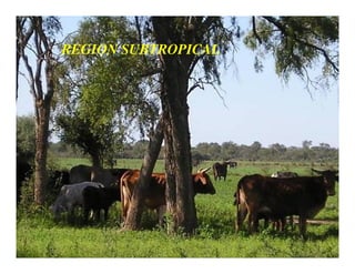 REGION SUBTROPICAL
 