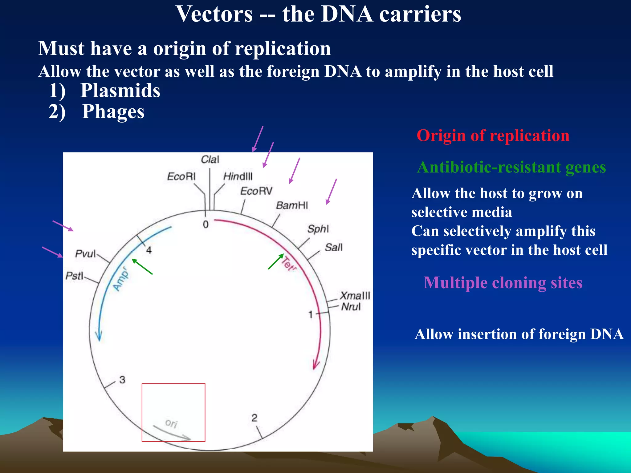 Vectors -- the DNA carriers
Must have a origin of replication
Allow the vector as well as the foreign DNA to amplify in the host cell
1) Plasmids
2) Phages
Origin of replication
Antibiotic-resistant genes
Allow the host to grow on
selective media
Can selectively amplify this
specific vector in the host cell
Multiple cloning sites
Allow insertion of foreign DNA
 