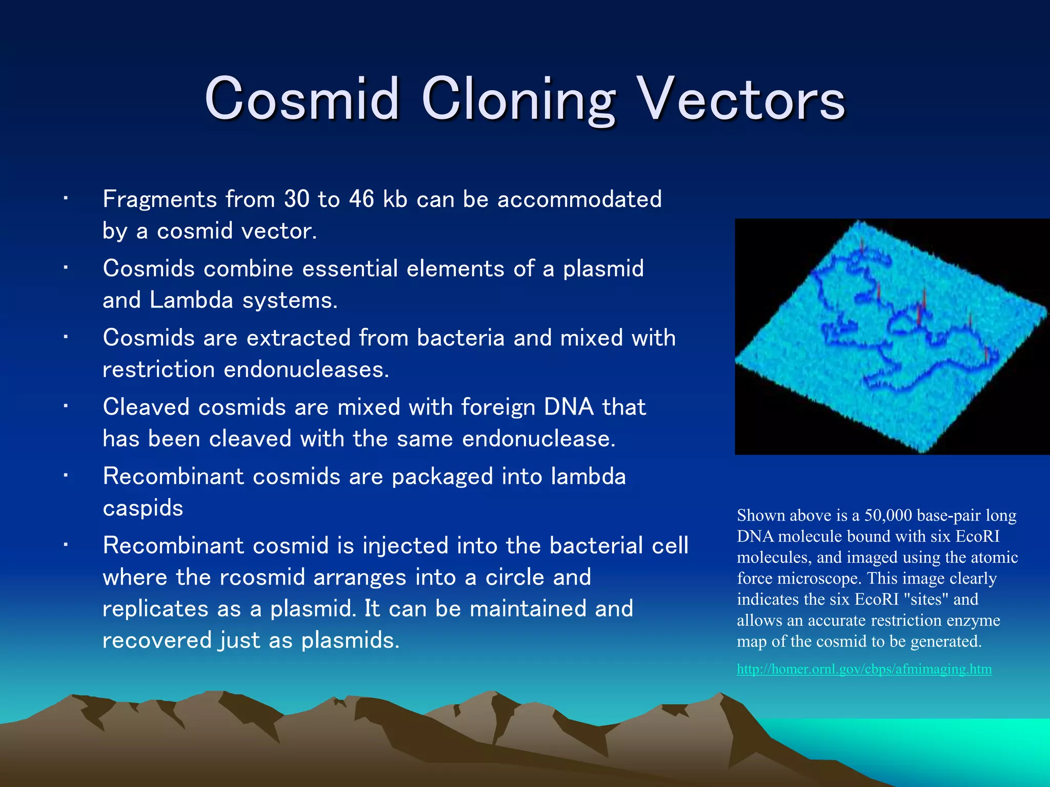 Cosmid Cloning Vectors
• Fragments from 30 to 46 kb can be accommodated
by a cosmid vector.
• Cosmids combine essential elements of a plasmid
and Lambda systems.
• Cosmids are extracted from bacteria and mixed with
restriction endonucleases.
• Cleaved cosmids are mixed with foreign DNA that
has been cleaved with the same endonuclease.
• Recombinant cosmids are packaged into lambda
caspids
• Recombinant cosmid is injected into the bacterial cell
where the rcosmid arranges into a circle and
replicates as a plasmid. It can be maintained and
recovered just as plasmids.
Shown above is a 50,000 base-pair long
DNA molecule bound with six EcoRI
molecules, and imaged using the atomic
force microscope. This image clearly
indicates the six EcoRI "sites" and
allows an accurate restriction enzyme
map of the cosmid to be generated.
http://homer.ornl.gov/cbps/afmimaging.htm
 