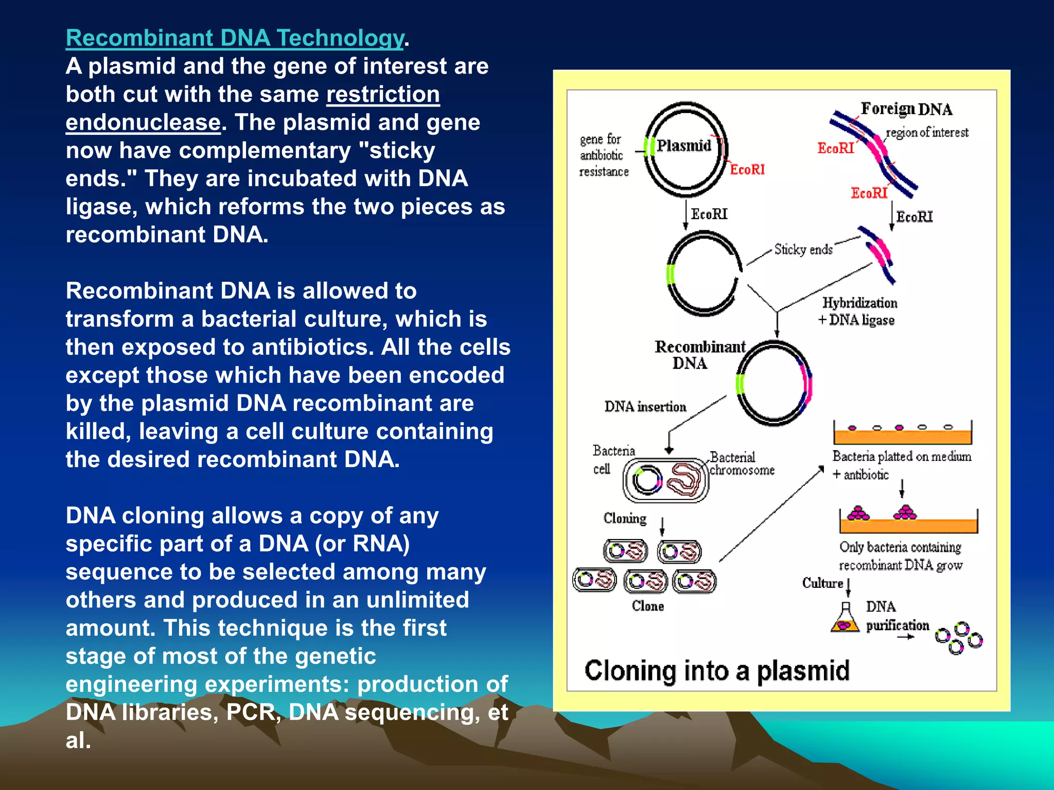 Recombinant DNA Technology.
A plasmid and the gene of interest are
both cut with the same restriction
endonuclease. The plasmid and gene
now have complementary "sticky
ends." They are incubated with DNA
ligase, which reforms the two pieces as
recombinant DNA.
Recombinant DNA is allowed to
transform a bacterial culture, which is
then exposed to antibiotics. All the cells
except those which have been encoded
by the plasmid DNA recombinant are
killed, leaving a cell culture containing
the desired recombinant DNA.
DNA cloning allows a copy of any
specific part of a DNA (or RNA)
sequence to be selected among many
others and produced in an unlimited
amount. This technique is the first
stage of most of the genetic
engineering experiments: production of
DNA libraries, PCR, DNA sequencing, et
al.
 
