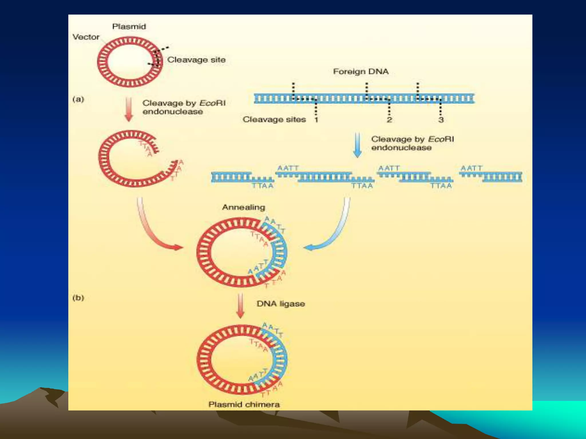 5  Recombinant DNA Technology.ppt