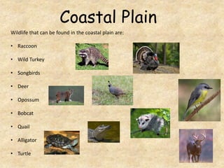 Coastal Plain
Wildlife that can be found in the coastal plain are:
• Raccoon
• Wild Turkey

• Songbirds
• Deer
• Opossum

...