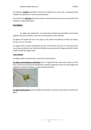 David Fernández Munuera                                                       1r ESO A


Els protozous paràsits absorbeixen aliment de l'organisme en què viuen i provoquen greus
malalties a les persones i a molts animals domèstics.

Els protozous de vida lliure ingereixen bacteris o altres protozous que tenen al seu voltant. Són
freqüents a l'aigua dels bassals.

Les algues:


         Les algues són protoctists i la característica principal que presenten és que tenen
pigments com ara la clorofil·la i, per tant, fan la fotosíntesi. Són autòtrofes.

Les algues són capaces de viure a les roques, al sòl, damunt de plantes o animals, als oceans,
als llacs, als rius i als rierols.

Les algues tenen una gran importància tant per a les persones com per a la resta dels éssers
vius, perquè produeixen per mitjà de la fotosíntesi una bona part de l'oxigen atmosfèric (entre
el 30% i el 50% de l'oxigen total).

Tipus d'algues:

Les algues poden ser de dos tipus, unicel·lulars i pluricel·lulars:

Les algues microscòpiques unicel·lulars viuen a l'aigua dels mars, dels oceans, dels rius i dels
llacs i formen part del plàncton (fitoplàncton). Aquests organismes suren a la capa d'aigua més
superficial i serveixen d'aliment a un gran nombre d'animals.




Les algues pluricel·lulars estan formades per filaments o làmines en què totes les cèl·lules són
iguals.




                                                       9
 