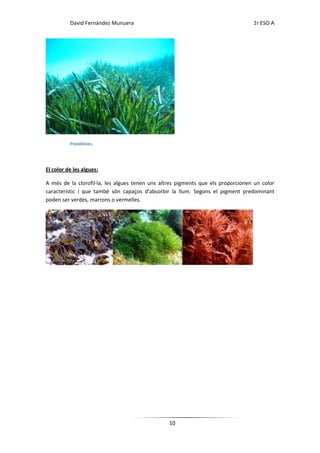 David Fernández Munuera                                                 1r ESO A




          Posidònies.




El color de les algues:

A més de la clorofil·la, les algues tenen uns altres pigments que els proporcionen un color
característic i que també són capaços d'absorbir la llum. Segons el pigment predominant
poden ser verdes, marrons o vermelles.




                                                 10
 