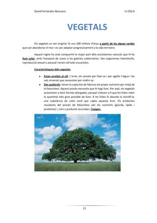 David Fernández Munuera                                                          1r ESO A




                                      VEGETALS
         Els vegetals es van originar fa uns 500 milions d'anys a partir de les algues verdes
que van abandonar el mar i es van adaptar progressivament a la vida terrestre.

          Aquest regne ha anat conquerint la major part dels ecosistemes naturals que hi ha
llum solar, amb l’excepció de coves o les galeries subterrànies. Són organismes heteròtrofs,
reproducció sexual o asexual i tenen cèl·lules eucariotes.

         Característiques dels vegetals:

                 Estan arrelats al sòl. L'arrel, els serveix per fixar-se i per agafar l'aigua i les
                 sals minerals que necessiten per nodrir-se.
                 Són autòtrofs: tenen la capacitat de fabricar els propis nutrients per mitjà de
                 la fotosíntesi. Aquest procés necessita que hi hagi llum. Per això, els vegetals
                 acostumen a tenir formes allargades, perquè s'eleven a fi que les fulles rebin
                 la quantitat més gran possible de llum. A les fulles hi abunda la clorofil·la,
                 una substància de color verd que capta aquesta llum. Els productes
                 resultants del procés de fotosíntesi són els nutrients (glúcids, lípids i
                 proteïnes) i, com a producte secundari, l'oxigen.




                                                    11
 