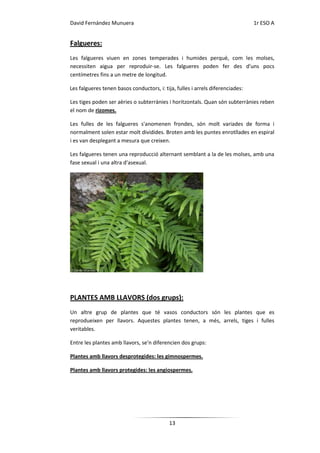 David Fernández Munuera                                                         1r ESO A


Falgueres:
Les falgueres viuen en zones temperades i humides perquè, com les molses,
necessiten aigua per reproduir-se. Les falgueres poden fer des d'uns pocs
centímetres fins a un metre de longitud.

Les falgueres tenen basos conductors, i: tija, fulles i arrels diferenciades:

Les tiges poden ser aèries o subterrànies i horitzontals. Quan són subterrànies reben
el nom de rizomes.

Les fulles de les falgueres s'anomenen frondes, són molt variades de forma i
normalment solen estar molt dividides. Broten amb les puntes enrotllades en espiral
i es van desplegant a mesura que creixen.

Les falgueres tenen una reproducció alternant semblant a la de les molses, amb una
fase sexual i una altra d'asexual.




PLANTES AMB LLAVORS (dos grups):
Un altre grup de plantes que té vasos conductors són les plantes que es
reprodueixen per llavors. Aquestes plantes tenen, a més, arrels, tiges i fulles
veritables.

Entre les plantes amb llavors, se'n diferencien dos grups:

Plantes amb llavors desprotegides: les gimnospermes.

Plantes amb llavors protegides: les angiospermes.




                                            13
 