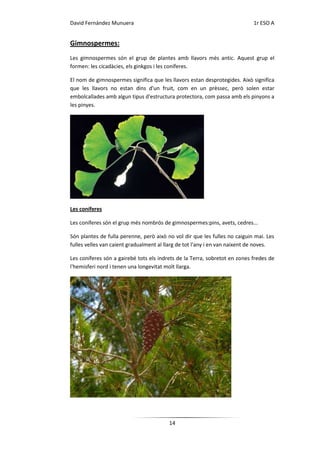 David Fernández Munuera                                                     1r ESO A


Gimnospermes:
Les gimnospermes són el grup de plantes amb llavors més antic. Aquest grup el
formen: les cicadàcies, els ginkgos i les coníferes.

El nom de gimnospermes significa que les llavors estan desprotegides. Això significa
que les llavors no estan dins d'un fruit, com en un prèssec, però solen estar
embolcallades amb algun tipus d'estructura protectora, com passa amb els pinyons a
les pinyes.




Les coníferes

Les coníferes són el grup més nombrós de gimnospermes:pins, avets, cedres...

Són plantes de fulla perenne, però això no vol dir que les fulles no caiguin mai. Les
fulles velles van caient gradualment al llarg de tot l'any i en van naixent de noves.

Les coníferes són a gairebé tots els indrets de la Terra, sobretot en zones fredes de
l'hemisferi nord i tenen una longevitat molt llarga.




                                         14
 