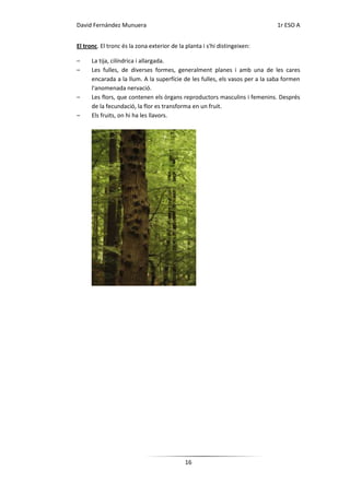 David Fernández Munuera                                                       1r ESO A


El tronc. El tronc és la zona exterior de la planta i s'hi distingeixen:

–     La tija, cilíndrica i allargada.
–     Les fulles, de diverses formes, generalment planes i amb una de les cares
      encarada a la llum. A la superfície de les fulles, els vasos per a la saba formen
      l'anomenada nervació.
–     Les flors, que contenen els òrgans reproductors masculins i femenins. Després
      de la fecundació, la flor es transforma en un fruit.
–     Els fruits, on hi ha les llavors.




                                             16
 