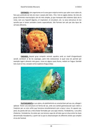 David Fernández Munuera                                                       1r ESO A


           ESPONGES: són organismes en la seva gran majoria marins que solen viure sobre els
fons poc profunds de tots els mars i oceans del món, i fins i tot en aigües dolces. De tots els
grups d'animals macroscòpics són els més simples, ja que manquen dels sistemes típics de la
resta, com ara l'aparell digestiu, el respiratori, el circulatori, etc. La seva estructura és tan
senzilla que ni tenen vertaders teixits especialitzats. Són formats tan sols per dos tipus de
cèl·lules diferents.




           CNIDARIS: Aquest grup comprèn animals aquàtics amb un nivell d'organització
senzill, semblant al de les esponges, però més evolucionat, la qual cosa els permet per
exemple ingerir aliments més grans i viure en alguns casos lliures, nedant en l'aigua. Gairebé
tots viuen al mar, excepte certes espècies d'aigua dolça.




           PLATHIELMINTS:o cucs plans, els platihelmints es caracteritzen pel seu cos, allargat i
aplanat. Tenen una estructura en forma de sac, amb una cavitat gastrovascular que s'obre a
l'exterior per un únic orifici que funciona simultàniament com a boca i anus. En aquest cas,
però, les parets del cos a més d'estar formades per una capa interior, l'endoderma, i una altra
d'exterior, l'ectoderma, ho estan per una tercera capa de cèl·lules que se situa entre les dues
denominada mesoderma, a partir de la qual es desenvolupen els diferents teixits que omplen
el cos de l'animal.



                                                    18
 