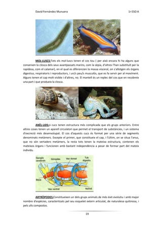 David Fernández Munuera                                                       1r ESO A




           MOL·LUSCS:Tots els mol·luscs tenen el cos tou ( per això encara hi ha alguns que
conserven la closca dels seus avantpassats marins, com la sèpia, d’altres l’han substituït per la
rapidesa, com el calamar), en el qual es diferencien la massa visceral, on s'allotgen els òrgans
digestius, respiratoris i reproductors, i un/s peu/s musculós, que es fa servir per al moviment.
Alguns tenen el cap molt visible i d'altres, no. El mantell és un replec del cos que en recobreix
una part i que produeix la closca.




          ANÈL·LIDS:o cucs tenen estructura més complicada que els grups anteriors. Entre
altres coses tenen un aparell circulatori que permet el transport de substàncies, i un sistema
d'excreció més desenvolupat. El cos d'aquests cucs és format per una sèrie de segments
denominats metàmers. Excepte el primer, que constitueix el cap, i l'últim, on se situa l'anus,
que no són vertaders metàmers, la resta tots tenen la mateixa estructura, contenen els
mateixos òrgans i funcionen amb bastant independència a pesar de formar part del mateix
individu.




           ARTRÒPODES:Constitueixen un dels grups animals de més èxit evolutiu i amb major
nombre d'espècies, caracteritzats pel seu esquelet extern articulat, de naturalesa quitinosa, i
pels ulls compostos.

                                                    19
 