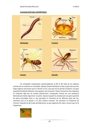 David Fernández Munuera                                                     1r ESO A


          CLASSIFICACIÓ DELS ARTRÒPODES




          Miriàpodes                                    Crustacis




          Insectes                                      Aràcnids




            Els artròpodes constitueixen aproximadament el 80 % del total de les espècies
animals que es coneixen en l'actualitat. Aquesta àmplia distribució es deu al gran èxit que han
tingut algunes estructures que en formen el cos, cosa que els ha permès conquerir una gran
quantitat d'ambients diferents, tant aquàtics com terrestres. Potser l'estructura més important
és l'esquelet rígid que els envolta exteriorment, l'exosquelet, format per una substància
fabricada pel mateix organisme: la quitina. Aquest esquelet és compost per una gran quantitat
de peces articulades entre si, que permeten el moviment de les diferents parts del cos,
moviment que es fa gràcies a un bon sistema muscular. Per permetre el creixement de
l'animal, l'esquelet ha de mudar periòdicament, ja que augmenta de mida a mesura que ho fa
l'organisme.




                                                   20
 